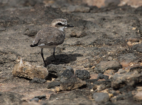 Kentish Plover