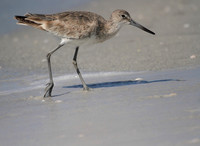 Willet
