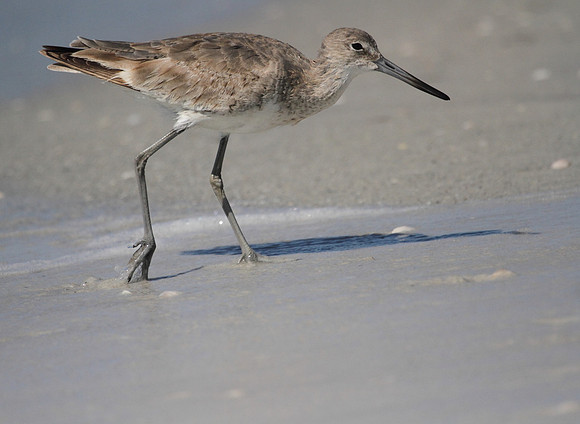 Willet