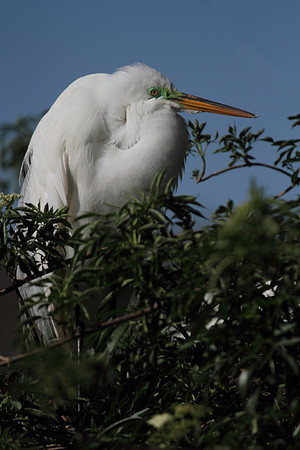 Great Egret