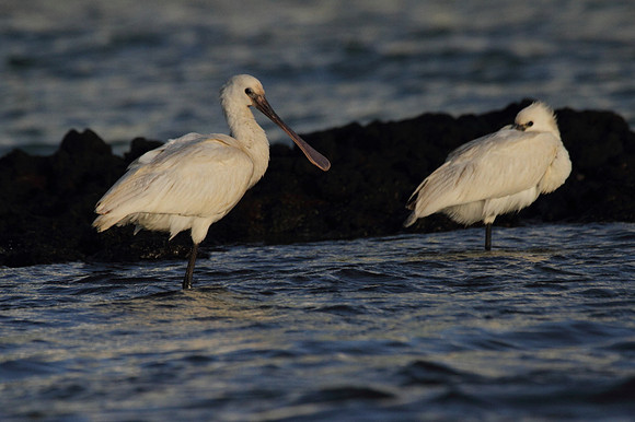 Spoonbills