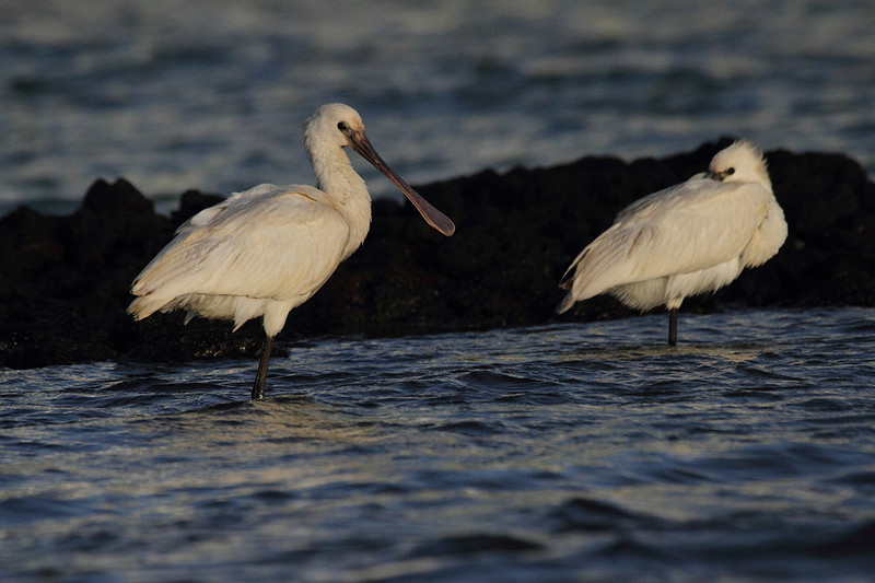 Spoonbills
