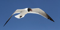 Laughing Gull