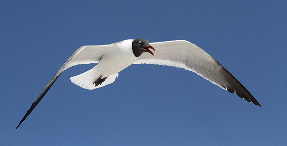 Laughing Gull