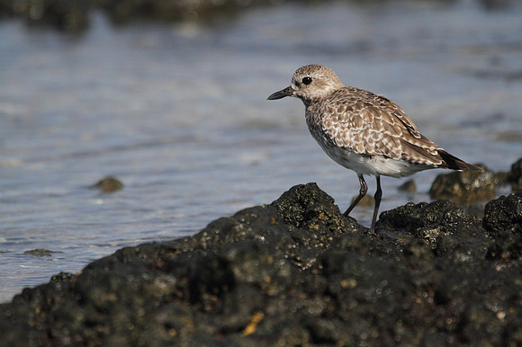 Grey Plover