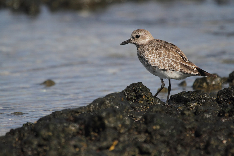 Grey Plover