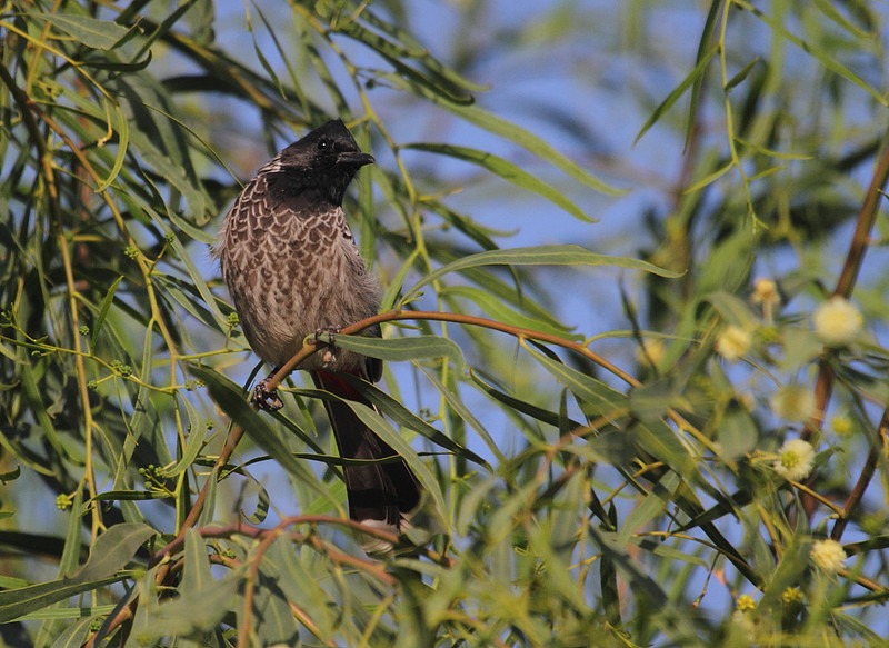 Red Vented Bulbul