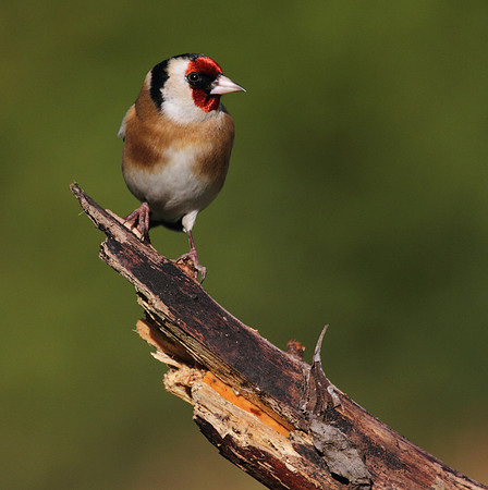 Goldfinch