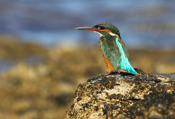 Female Kingfisher