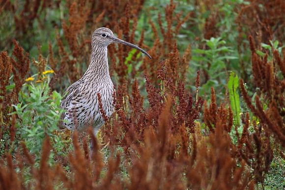 Curlew