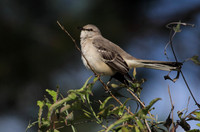 Northern Mocking Bird