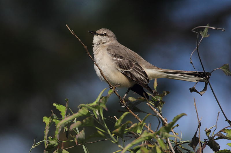 Northern Mocking Bird