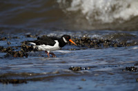 Oystercatcher