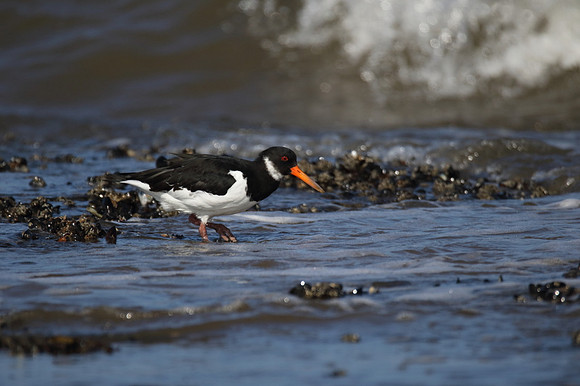 Oystercatcher