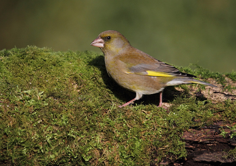 Male Greenfinch