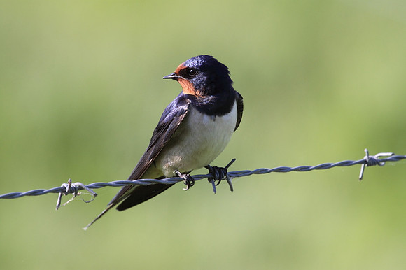 Swallow