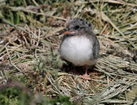 Arctic Tern chick