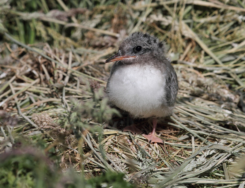 Arctic Tern chick