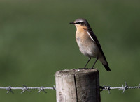 Northern Wheatear