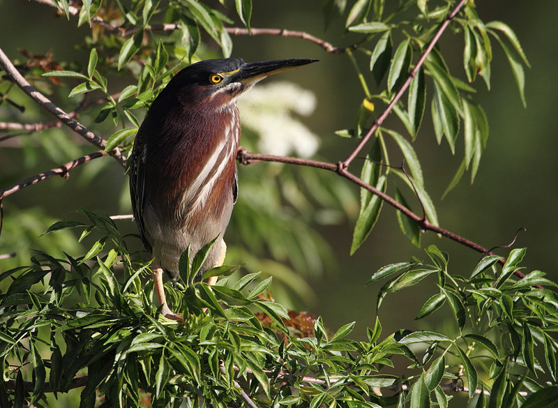 Green Heron