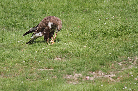 Buzzard