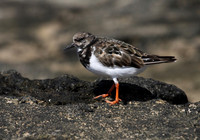 Turnstone