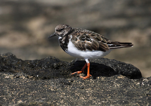 Turnstone