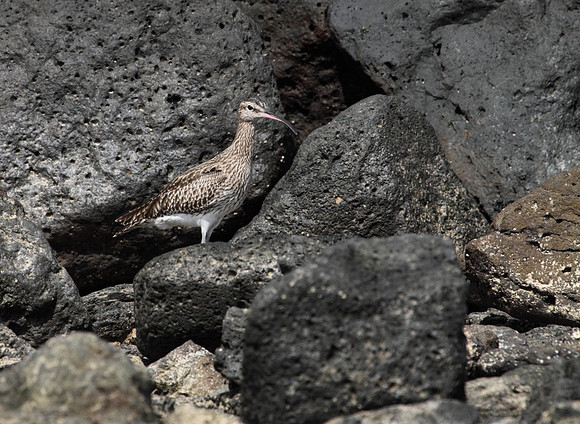 Whimbrel