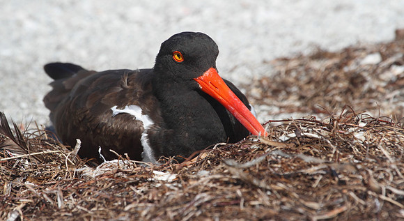 American Oystercatcher