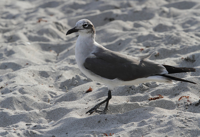 Laughing Gull
