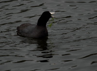 American Coot