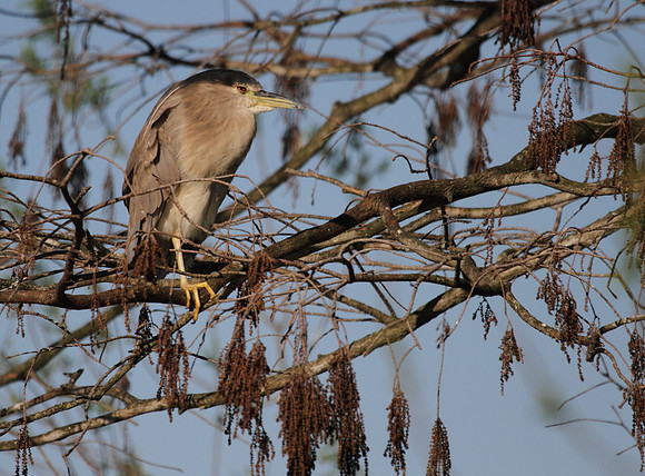 Black Crowned Night Heron
