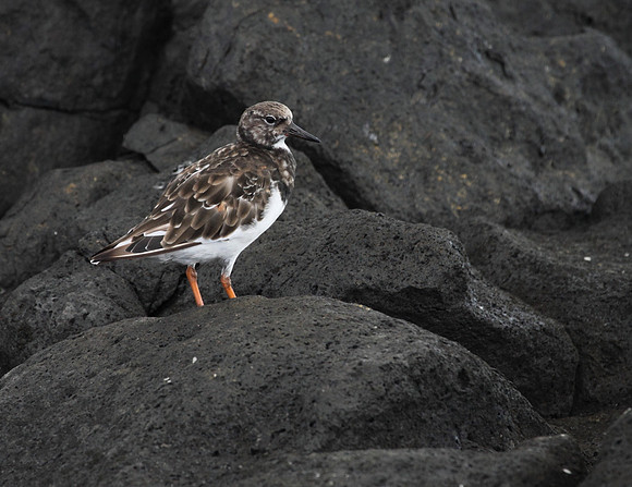Turnstone