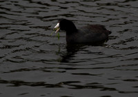 American Coot