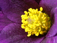 Pasque Flower Detail