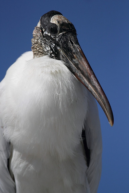 Wood Stork