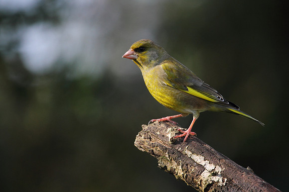 Male Greenfinch
