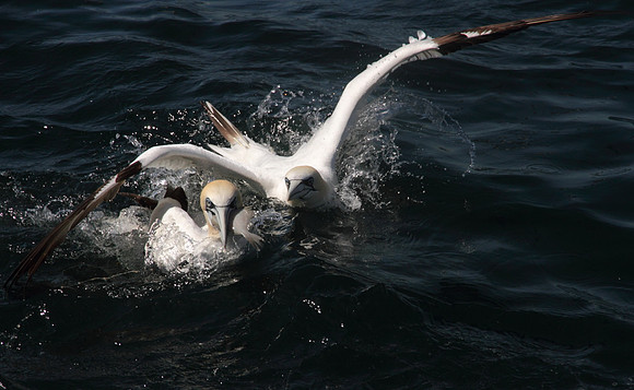 Gannet dive