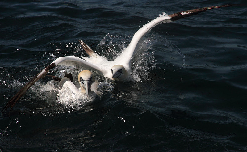 Gannet dive