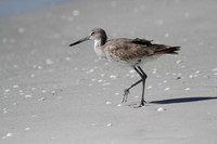 Willet