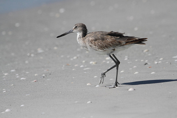 Willet