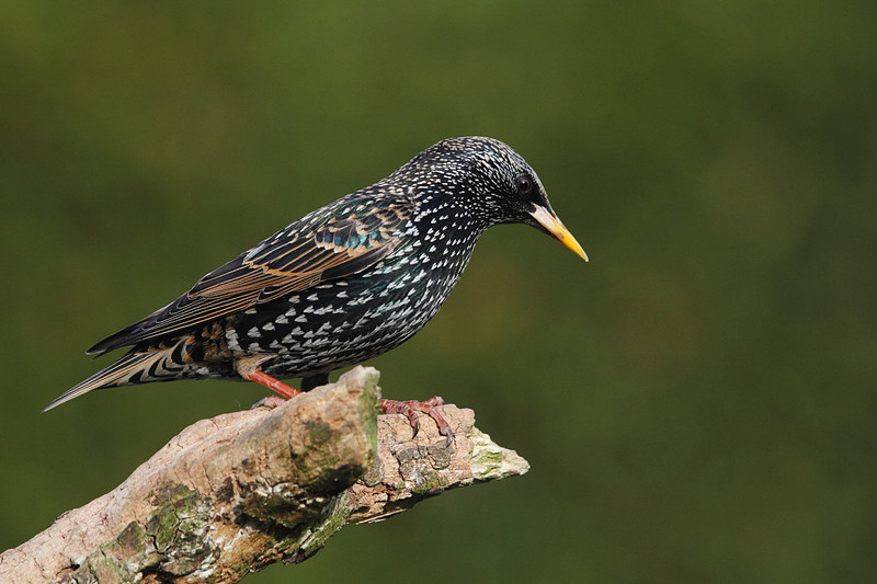 Starling