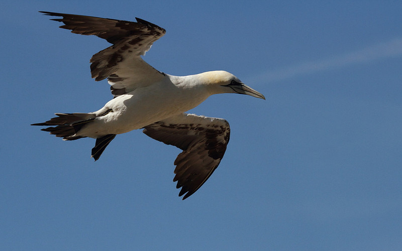 Gannet in flight