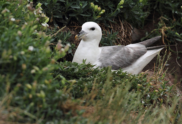 Fulmar