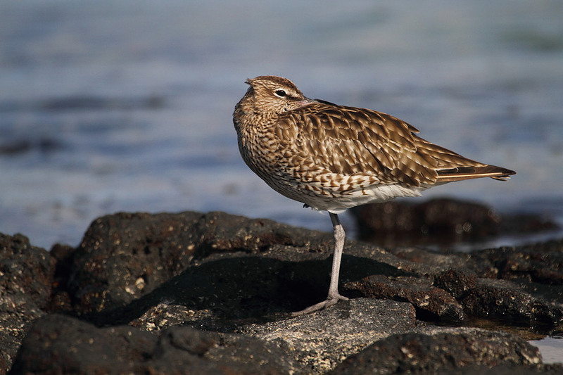 Whimbrel