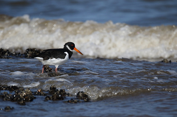 Oystercatcher