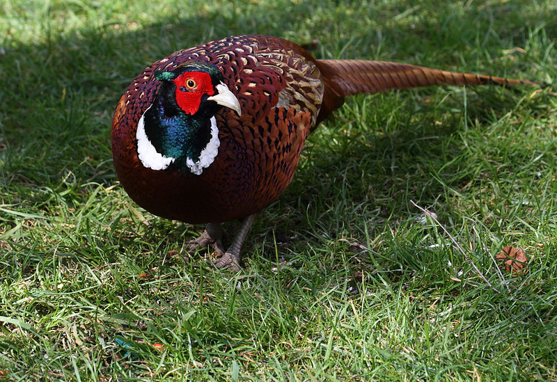 Pheasant