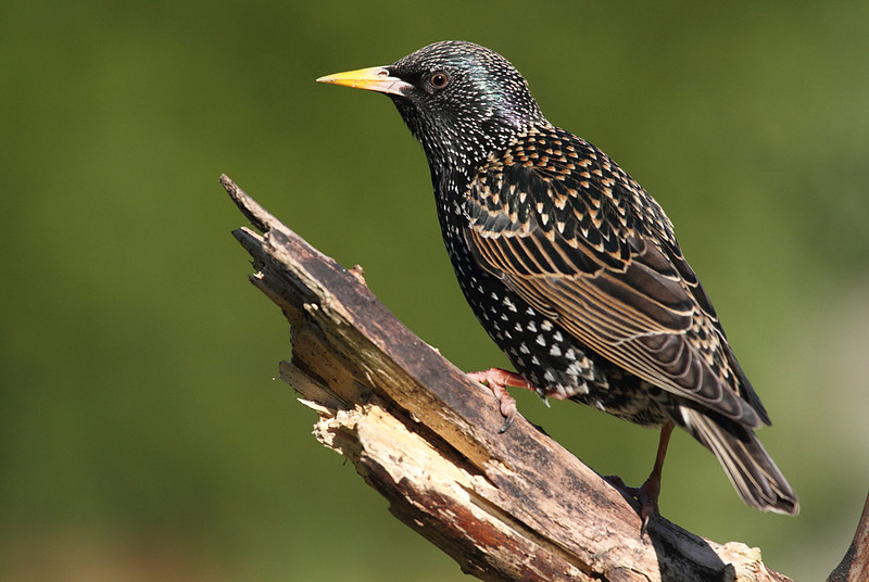 Starling