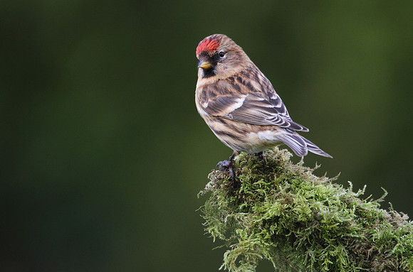 Redpoll