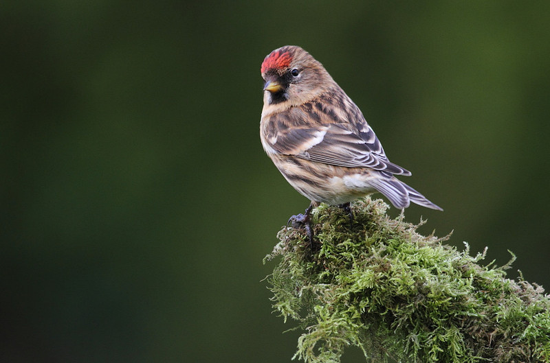 Redpoll